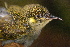  ( - LGR-160.2)  @11 [ ] CreativeCommons  Attribution Non-Commercial Share-Alike (2014) Hidayat Hashari Indonesian Institute of Sciences, Museum Zoologicum Bogoriense