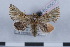  (Teinoptera - LN-BD0507)  @13 [ ] Copyright (2011) Rodolphe Rougerie University of Rouen
