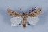  (Agrotis graslinii - LN-BD0757)  @12 [ ] Copyright (2011) Rodolphe Rougerie University of Rouen