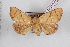  (Apoda limacodes - LN-BD1250)  @14 [ ] Copyright (2011) Bernard Dardenne Research Collection of Bernard Dardenne