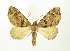  (Piercia spatiosata - NHMO-DAR-9266)  @14 [ ] CreativeCommons - Attribution Non-Commercial Share-Alike (2016) Unspecified University of Oslo, Natural History Museum
