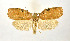  (Epichoristodes sp. LA02 - NHMO-DAR-9280)  @13 [ ] CreativeCommons - Attribution Non-Commercial Share-Alike (2016) Unspecified University of Oslo, Natural History Museum