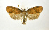  (Epichoristodes sp. LA01 - NHMO-DAR-9290)  @13 [ ] CreativeCommons - Attribution Non-Commercial Share-Alike (2016) Unspecified University of Oslo, Natural History Museum