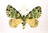  ( - NHMO-DAR-9303)  @12 [ ] CreativeCommons - Attribution Non-Commercial Share-Alike (2016) Unspecified University of Oslo, Natural History Museum