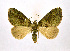  ( - NHMO-DAR-9309)  @14 [ ] CreativeCommons - Attribution Non-Commercial Share-Alike (2016) Unspecified University of Oslo, Natural History Museum
