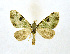  (Piercia nimipunctata - NHMO-DAR-9310)  @14 [ ] CreativeCommons - Attribution Non-Commercial Share-Alike (2016) Unspecified University of Oslo, Natural History Museum