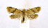  (Clepsis hedrastis - NHMO-DAR-9312)  @11 [ ] CreativeCommons - Attribution Non-Commercial Share-Alike (2016) Unspecified University of Oslo, Natural History Museum