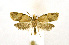  ( - NHMO-DAR-9313)  @13 [ ] CreativeCommons - Attribution Non-Commercial Share-Alike (2016) Unspecified University of Oslo, Natural History Museum