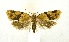  (Clepsis prona - NHMO-DAR-9321)  @14 [ ] CreativeCommons - Attribution Non-Commercial Share-Alike (2016) Unspecified University of Oslo, Natural History Museum