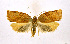  (Clepsis sp. LA01 - NHMO-DAR-9325)  @14 [ ] CreativeCommons - Attribution Non-Commercial Share-Alike (2016) Unspecified University of Oslo, Natural History Museum