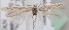  (Scythris hindukushi - KN00569)  @14 [ ] CreativeCommons - Attribution Non-Commercial (2014) Marko Mutanen University of Oulu