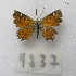  ( - MACN-Bar-Lep-ct-09837)  @11 [ ] Copyright (2024) MACN Museo Argentino de Ciencias Naturales "Bernardino Rivadavia"