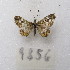  ( - MACN-Bar-Lep-ct-09856)  @11 [ ] Copyright (2024) MACN Museo Argentino de Ciencias Naturales "Bernardino Rivadavia"