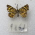 ( - MACN-Bar-Lep-ct-09861)  @11 [ ] Copyright (2024) MACN Museo Argentino de Ciencias Naturales "Bernardino Rivadavia"