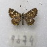  ( - MACN-Bar-Lep-ct-09874)  @11 [ ] Copyright (2024) MACN Museo Argentino de Ciencias Naturales "Bernardino Rivadavia"