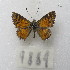  ( - MACN-Bar-Lep-ct-09889)  @11 [ ] Copyright (2024) MACN Museo Argentino de Ciencias Naturales "Bernardino Rivadavia"