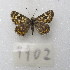  ( - MACN-Bar-Lep-ct-09902)  @11 [ ] Copyright (2024) MACN Museo Argentino de Ciencias Naturales "Bernardino Rivadavia"