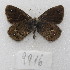  (Faunula patagonica - MACN-Bar-Lep-ct-09916)  @11 [ ] Copyright (2024) MACN Museo Argentino de Ciencias Naturales "Bernardino Rivadavia"