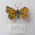  ( - MACN-Bar-Lep-ct-09920)  @11 [ ] Copyright (2024) MACN Museo Argentino de Ciencias Naturales "Bernardino Rivadavia"