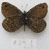  (Faunula - MACN-Bar-Lep-ct-09921)  @11 [ ] Copyright (2024) MACN Museo Argentino de Ciencias Naturales "Bernardino Rivadavia"