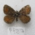  ( - MACN-Bar-Lep-ct-09927)  @11 [ ] Copyright (2024) MACN Museo Argentino de Ciencias Naturales "Bernardino Rivadavia"