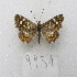  ( - MACN-Bar-Lep-ct-09931)  @11 [ ] Copyright (2024) MACN Museo Argentino de Ciencias Naturales "Bernardino Rivadavia"