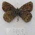  ( - MACN-Bar-Lep-ct-09949)  @11 [ ] Copyright (2024) MACN Museo Argentino de Ciencias Naturales "Bernardino Rivadavia"