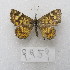  ( - MACN-Bar-Lep-ct-09959)  @11 [ ] Copyright (2024) MACN Museo Argentino de Ciencias Naturales "Bernardino Rivadavia"