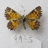  ( - MACN-Bar-Lep-ct-09975)  @11 [ ] Copyright (2024) MACN Museo Argentino de Ciencias Naturales "Bernardino Rivadavia"