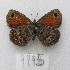  (Homoeonympha - MACN-Bar-Lep-ct-09995)  @11 [ ] Copyright (2024) MACN Museo Argentino de Ciencias Naturales "Bernardino Rivadavia"