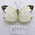  (Enantia lina - MACN-Bar-Lep-ct-10015)  @11 [ ] Copyright (2025) MACN Museo Argentino de Ciencias Naturales "Bernardino Rivadavia"
