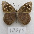  ( - MACN-Bar-Lep-ct-10019)  @11 [ ] Copyright (2025) MACN Museo Argentino de Ciencias Naturales "Bernardino Rivadavia"