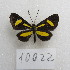  (Chamaelimnas - MACN-Bar-Lep-ct-10022)  @11 [ ] Copyright (2025) MACN Museo Argentino de Ciencias Naturales "Bernardino Rivadavia"