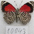  ( - MACN-Bar-Lep-ct-10043)  @11 [ ] Copyright (2025) MACN Museo Argentino de Ciencias Naturales "Bernardino Rivadavia"