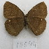  (Forsterinaria quantius - MACN-Bar-Lep-ct-10044)  @11 [ ] Copyright (2025) MACN Museo Argentino de Ciencias Naturales "Bernardino Rivadavia"