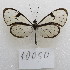  ( - MACN-Bar-Lep-ct-10050)  @11 [ ] Copyright (2025) MACN Museo Argentino de Ciencias Naturales "Bernardino Rivadavia"