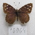  ( - MACN-Bar-Lep-ct-10064)  @11 [ ] Copyright (2025) MACN Museo Argentino de Ciencias Naturales "Bernardino Rivadavia"