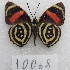  ( - MACN-Bar-Lep-ct-10068)  @11 [ ] Copyright (2025) MACN Museo Argentino de Ciencias Naturales "Bernardino Rivadavia"