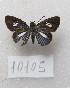  ( - MACN-Bar-Lep-ct-10105)  @11 [ ] Copyright (2025) MACN Museo Argentino de Ciencias Naturales "Bernardino Rivadavia"