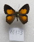  ( - MACN-Bar-Lep-ct-10123)  @11 [ ] Copyright (2025) MACN Museo Argentino de Ciencias Naturales "Bernardino Rivadavia"