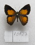  ( - MACN-Bar-Lep-ct-10127)  @11 [ ] Copyright (2025) MACN Museo Argentino de Ciencias Naturales "Bernardino Rivadavia"