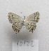  (Strymon rana - MACN-Bar-Lep-ct-10128)  @11 [ ] Copyright (2025) MACN Museo Argentino de Ciencias Naturales "Bernardino Rivadavia"