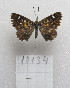  (Aricoris schneideri - MACN-Bar-Lep-ct-10134)  @11 [ ] Copyright (2025) MACN Museo Argentino de Ciencias Naturales "Bernardino Rivadavia"