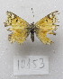  ( - MACN-Bar-Lep-ct-10153)  @11 [ ] Copyright (2025) MACN Museo Argentino de Ciencias Naturales "Bernardino Rivadavia"