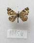  ( - MACN-Bar-Lep-ct-10156)  @11 [ ] Copyright (2025) MACN Museo Argentino de Ciencias Naturales "Bernardino Rivadavia"