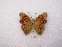  ( - MACN-Bar-Lep-ct 00234)  @12 [ ] Copyright (2011) MACN Museo Argentino de Ciencias Naturales 
