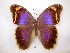  (Eryphanis reevesii - MACN-Bar-Lep-ct 00287)  @13 [ ] Copyright (2011) MACN Museo Argentino de Ciencias Naturales 