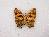  ( - MACN-Bar-Lep-ct 00292)  @13 [ ] Copyright (2011) MACN Museo Argentino de Ciencias Naturales 