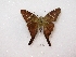  (Codatractus aminias - MACN-Bar-Lep-ct 00347)  @13 [ ] Copyright (2011) MACN Museo Argentino de Ciencias Naturales 