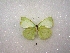  ( - MACN-Bar-Lep-ct 00361)  @12 [ ] Copyright (2011) MACN Museo Argentino de Ciencias Naturales 